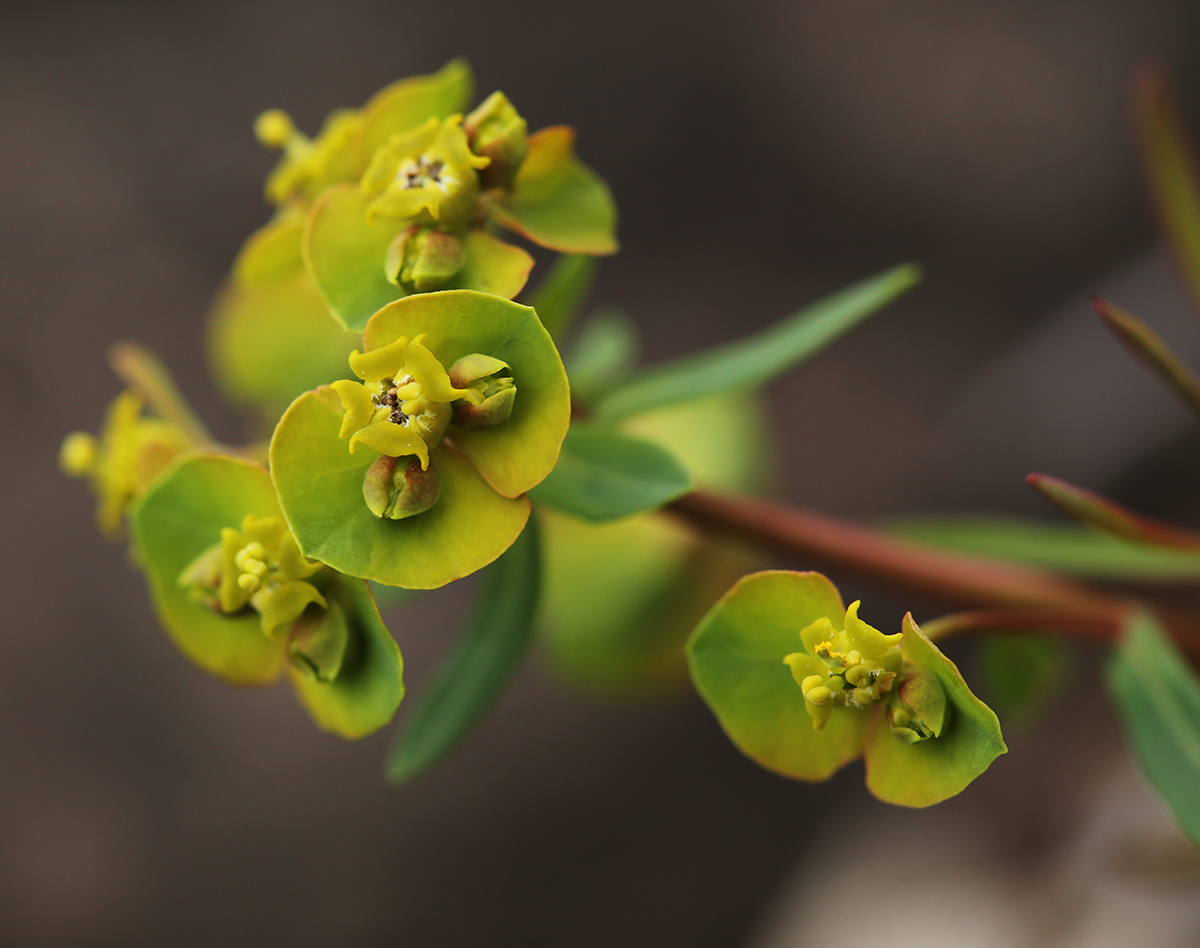 Изображение особи Euphorbia leoncroizatii.