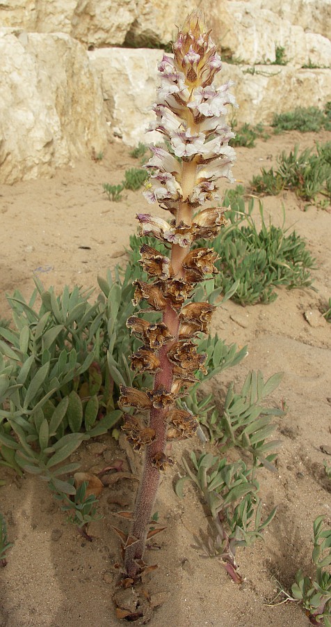 Изображение особи Orobanche crenata.