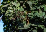Hedera helix