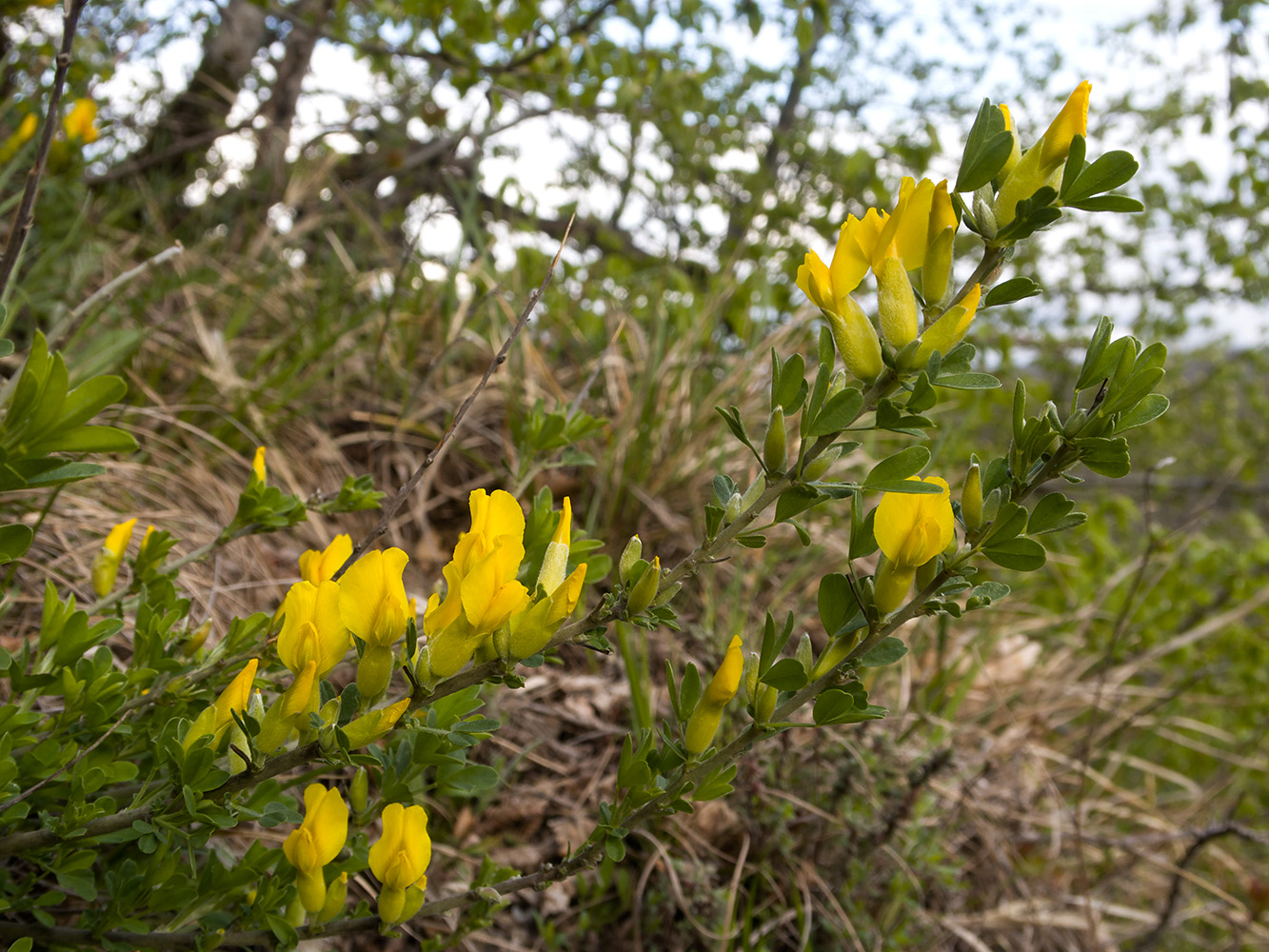 Image of Chamaecytisus colchicus specimen.