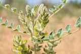 Astragalus citoinflatus