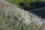 Crambe tataria. Цветущие растения. Волгоградская обл., Ольховский р-н, правый берег р. Иловля 2,5 км ниже с. Стефанидовка, меловые горы, на склоне. 07.05.2016.