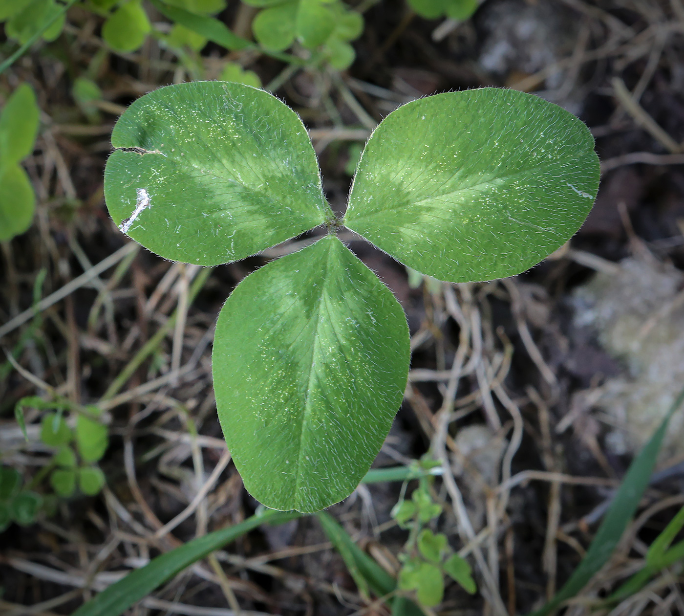 Изображение особи Trifolium repens.