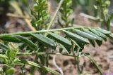 genus Astragalus
