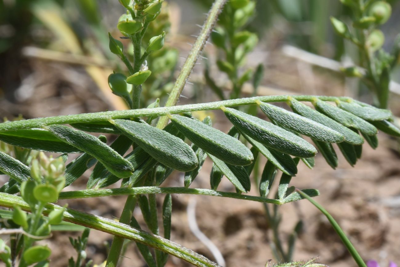 Image of genus Astragalus specimen.