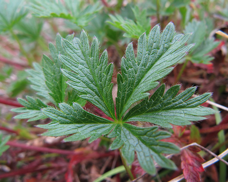 Изображение особи Potentilla crantzii.