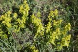 genus Cruciata. Цветущие растения. Турция, ил Ван, р-н Битлис, восточный склон горы Немрут, сырт Магара, горная степь. 21 мая 2025 г.