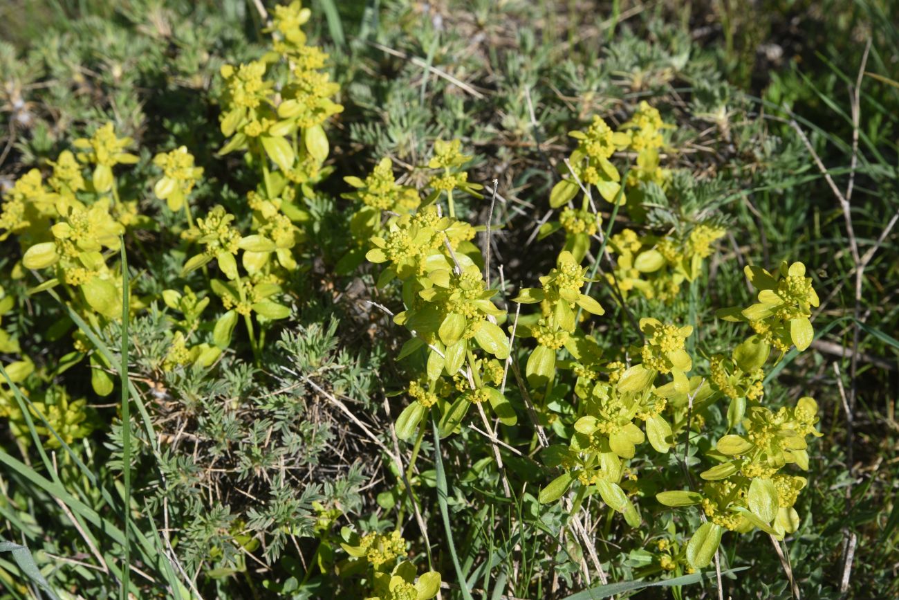 Image of genus Cruciata specimen.