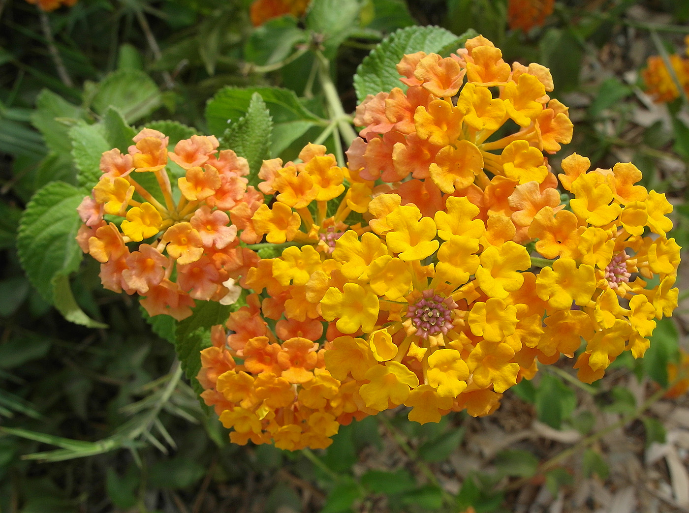 Изображение особи Lantana camara.
