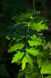 familia Apiaceae. Лист. Пермский край, Кишертский р-н, высокий берег р. Сылва, смешанный лес. 10 августа 2024 г.