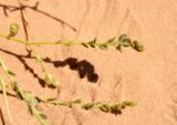 Corispermum hyssopifolium. Верхушки генеративных побегов с соплодиями. Астраханская обл., Наримановский р-н, окр. с. Николаевка, южный склон бархана Большой Брат, подвижные пески. 28.09.2025.