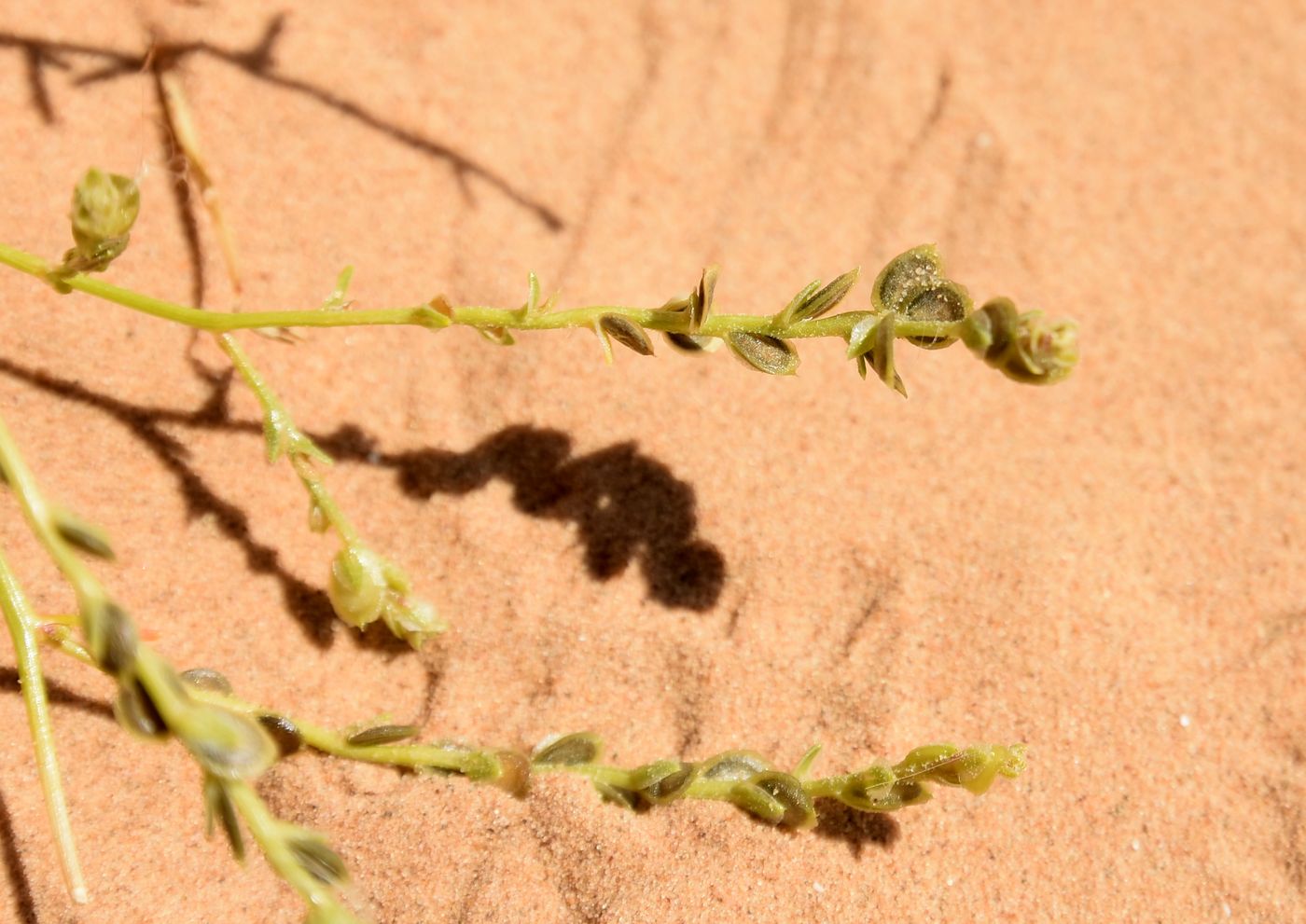 Изображение особи Corispermum hyssopifolium.