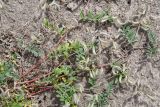 Astragalus bakaliensis