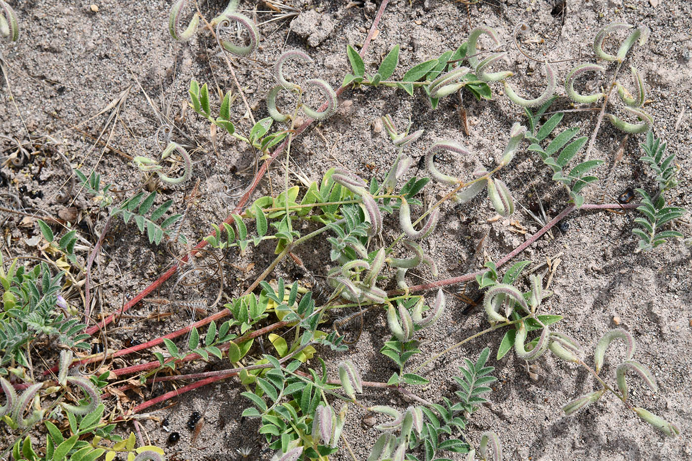 Изображение особи Astragalus bakaliensis.
