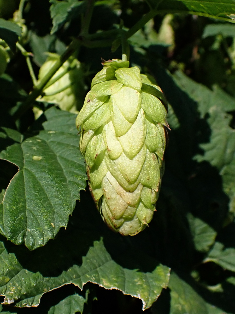 Image of Humulus lupulus specimen.