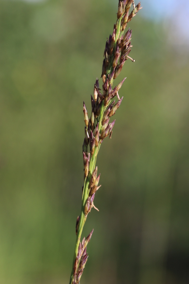 Изображение особи Molinia caerulea.