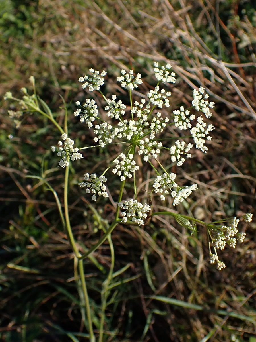 Изображение особи Pimpinella thellungiana.