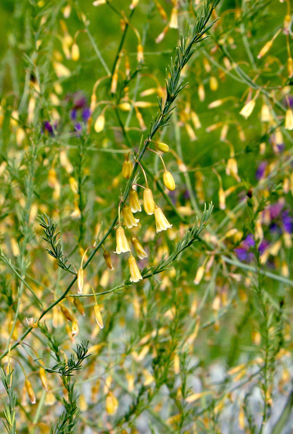 Image of Asparagus officinalis specimen.