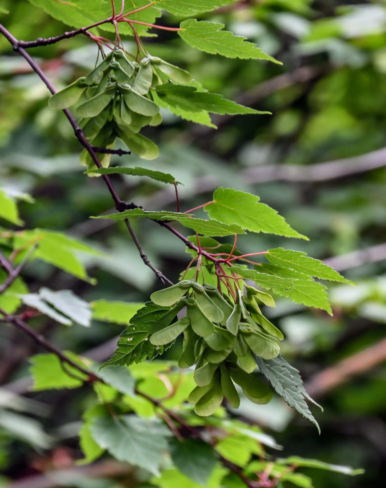 Изображение особи Acer stachyophyllum.