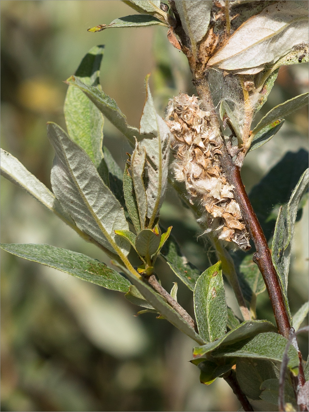 Image of genus Salix specimen.