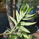 Sorbus sibirica. Лист (вид на абаксиальную поверхность). Свердловская обл., окр. г. Североуральск, дачный участок. 16.05.2021.