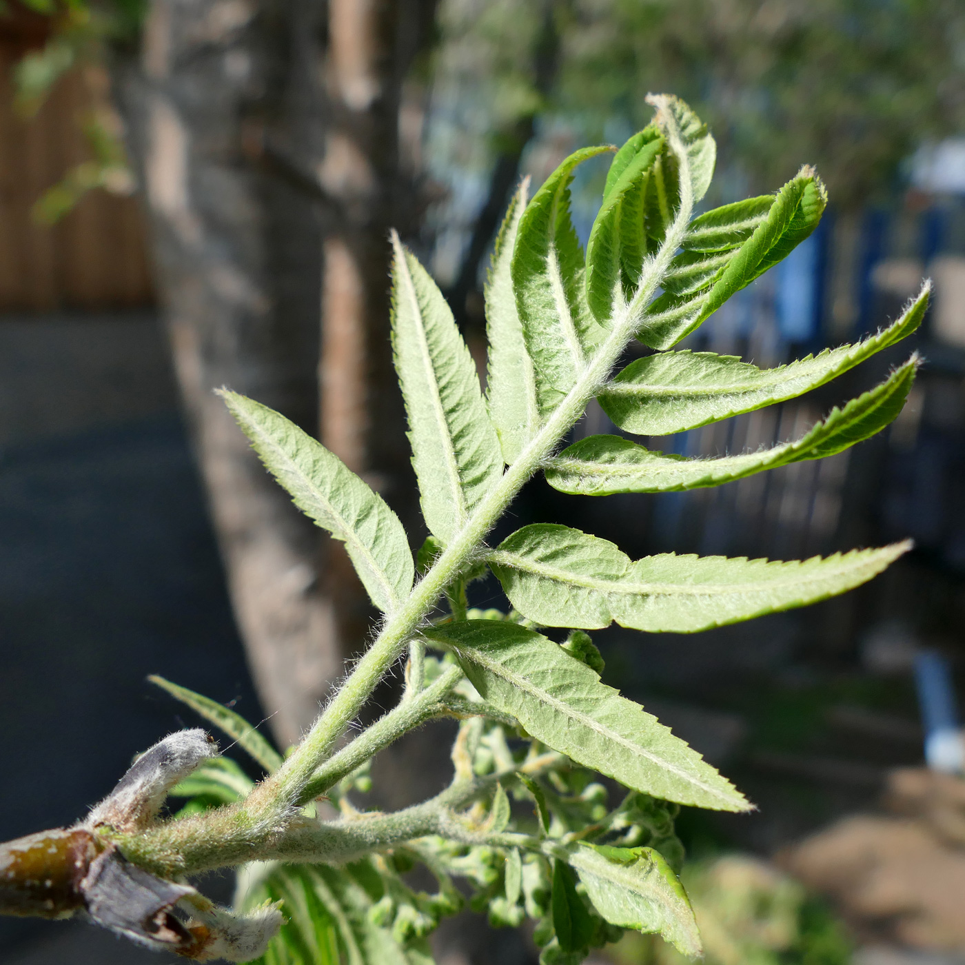 Изображение особи Sorbus sibirica.