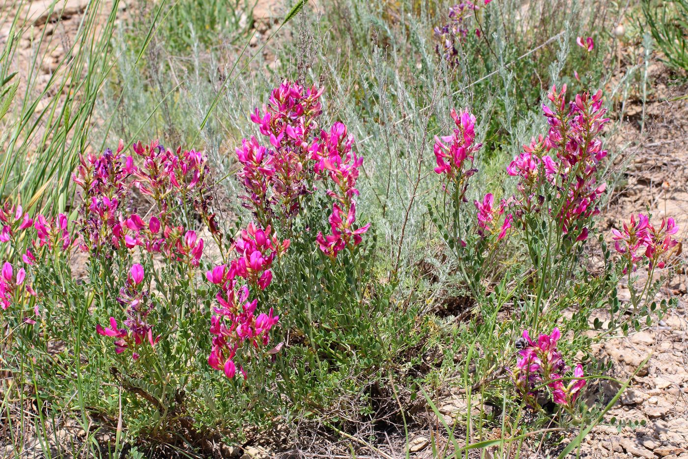 Изображение особи Eversmannia subspinosa.