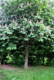 Aesculus hippocastanum. Цветущее растение. Москва, Новогиреево, Зелёный проспект, Афганский сквер, в культуре. 23.05.2019.