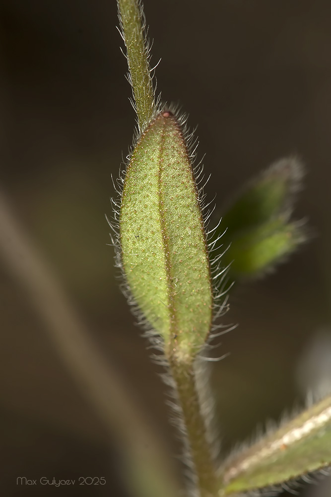Изображение особи Myosotis ramosissima.