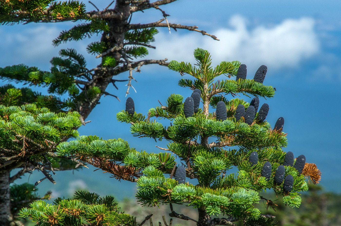Image of Abies nephrolepis specimen.