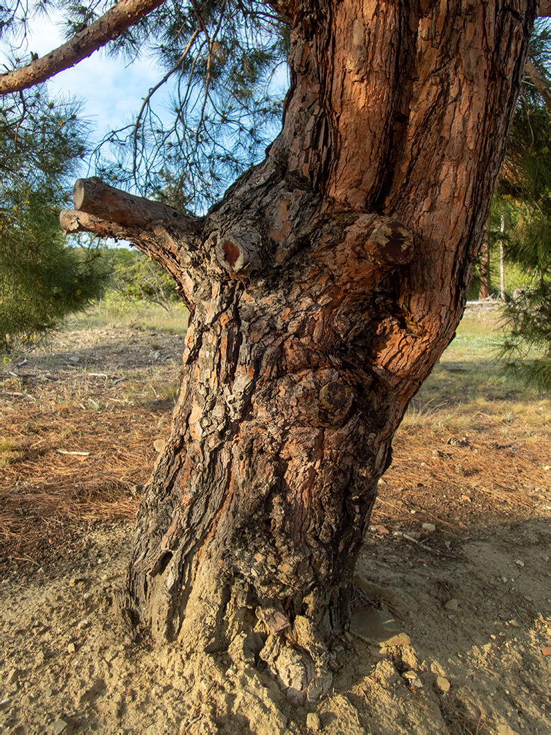 Изображение особи Pinus pityusa.