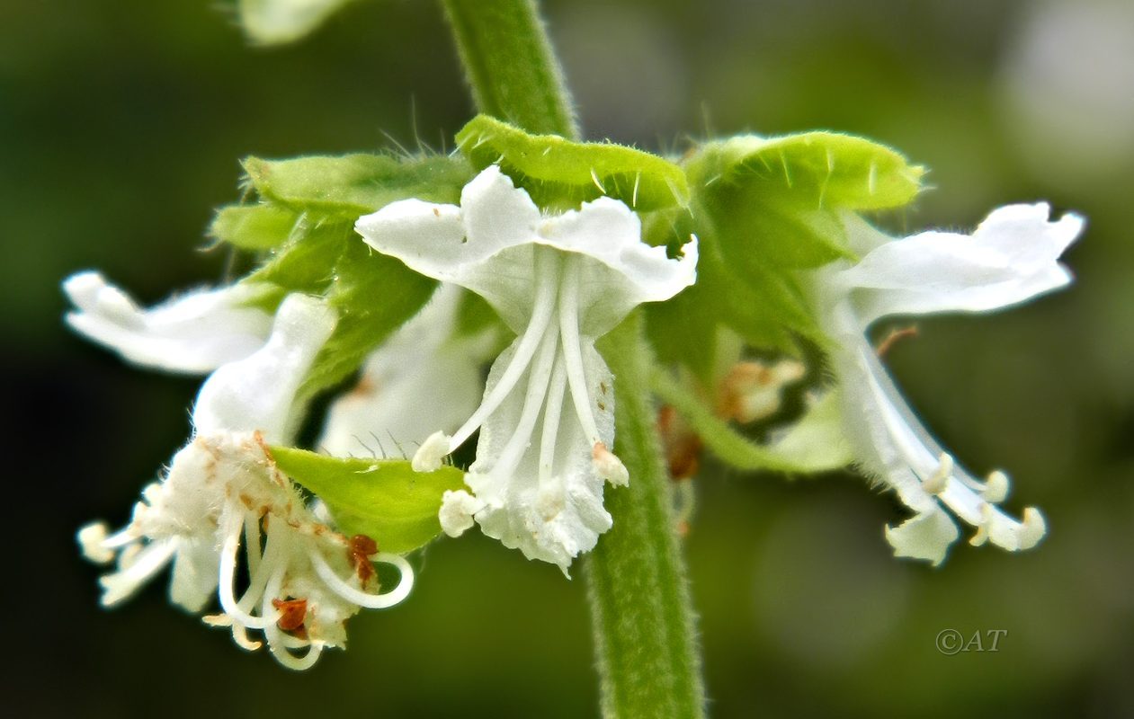 Image of Ocimum basilicum specimen.