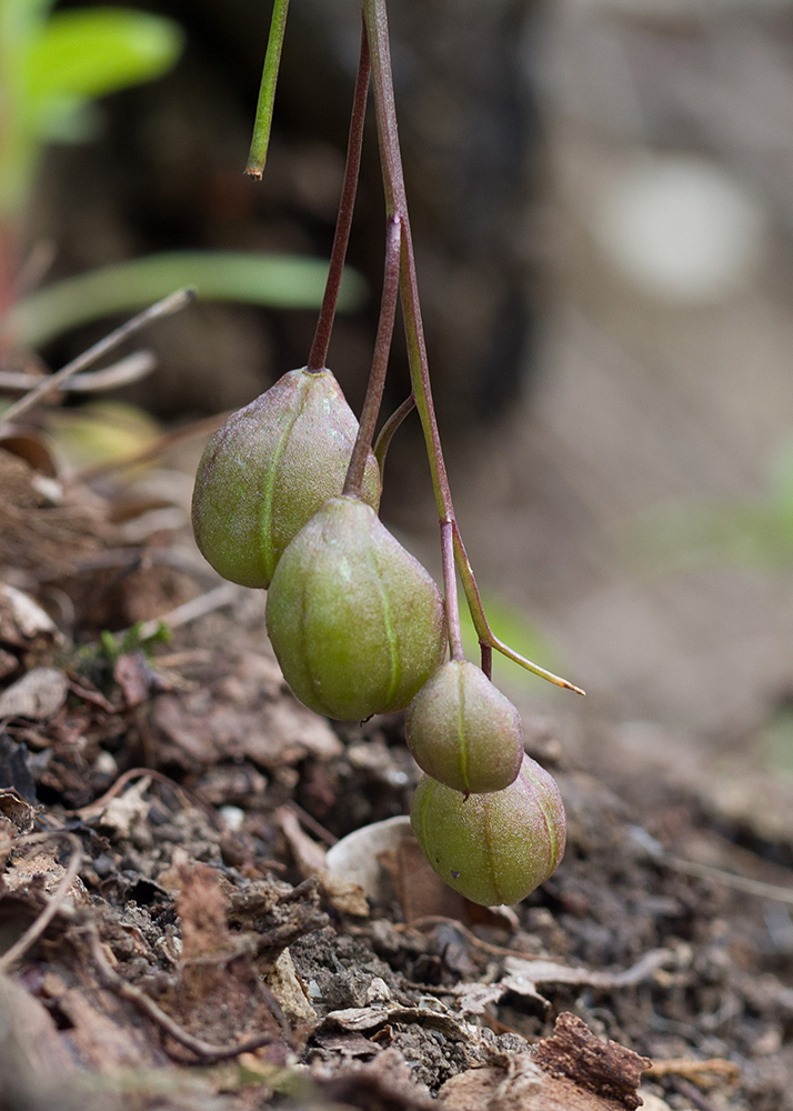 Image of Scilla bifolia specimen.