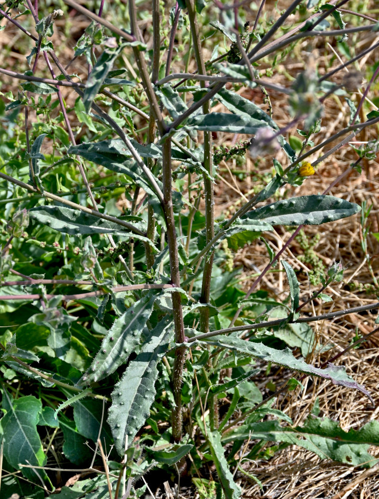 Изображение особи Helminthotheca echioides.