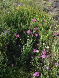 Silene compacta