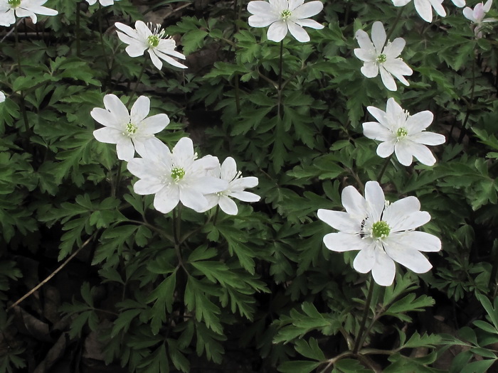 Image of Anemone amurensis specimen.