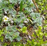 Potentilla vulcanicola