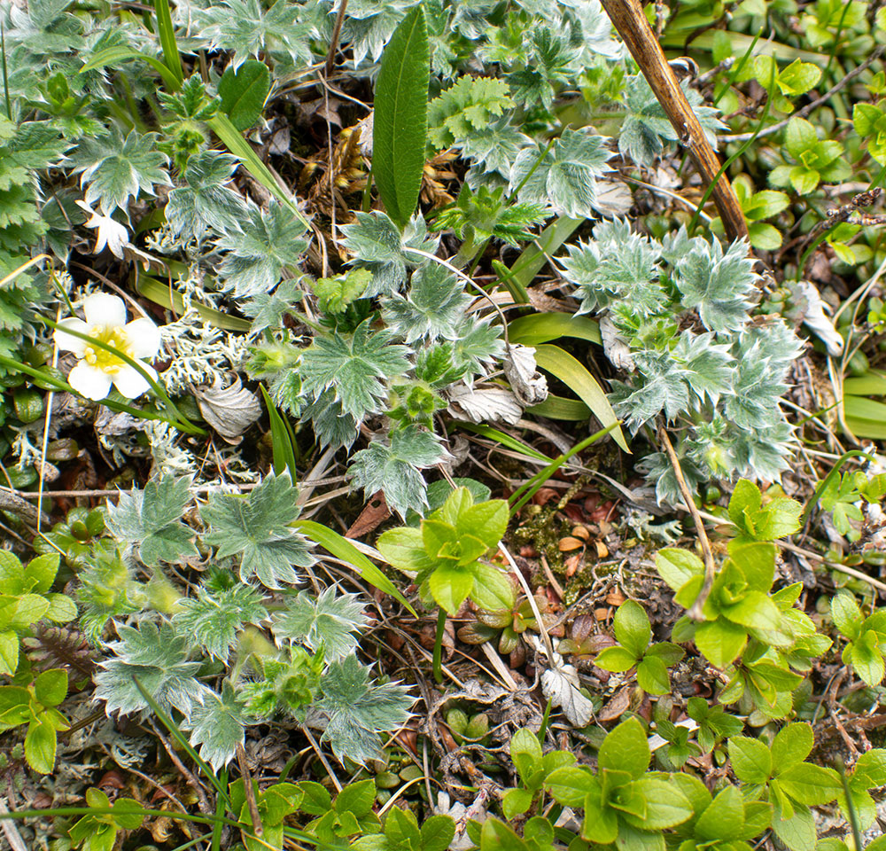 Изображение особи Potentilla vulcanicola.