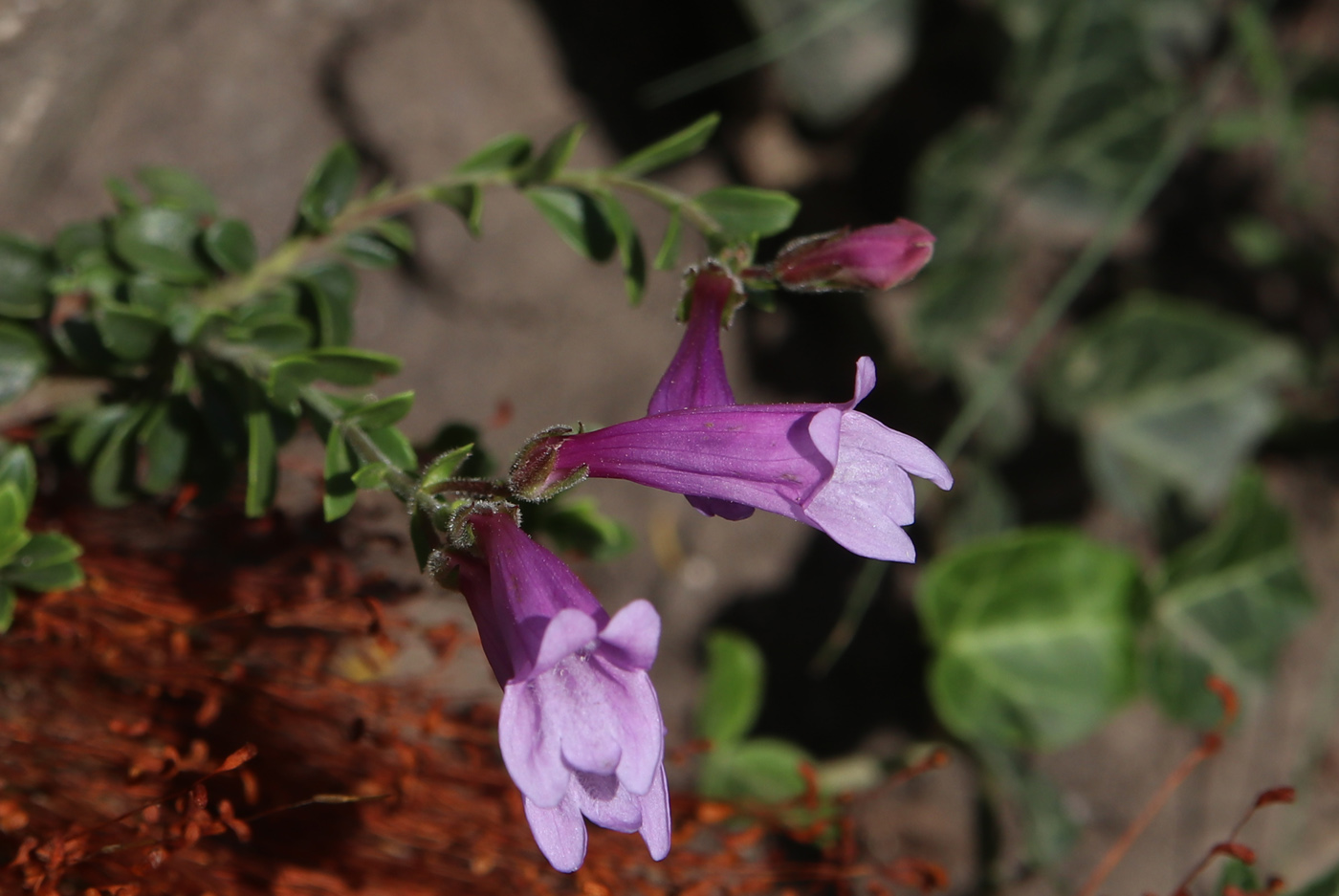 Image of genus Penstemon specimen.