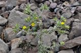 Scolymus maculatus