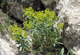 род Euphorbia