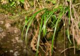 Veratrum anticleoides. Цветущее растение. Хабаровский край, р-н имени Лазо, верховье р. Ко, выс. ≈ 1180 м н.у.м., долинный хвойный лес, на замоховелом камне. 01.08.2026.
