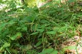 Carex sylvatica. Верхние части плодоносящих побегов. Краснодарский край, муниципальное образование город-курорт Сочи, Адлерский р-н, Кудепстинский сельский округ, окр. пос. Дубравный, Кудепстинский дендропарк, широколиственный лес. 05.07.2024.