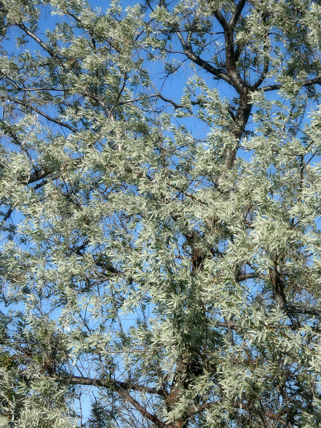 Image of Unknown species specimen.
