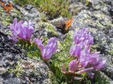 genus Astragalus. Соцветия и листья. Кабардино-Балкария, Черекский р-н, окр. оз. Гийбашкёль, ≈ 3200 м н.у.м., моренные отложения, в скальной расщелине. 29.07.2026.