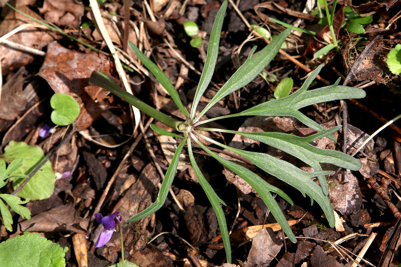 Image of Ranunculus fallax specimen.