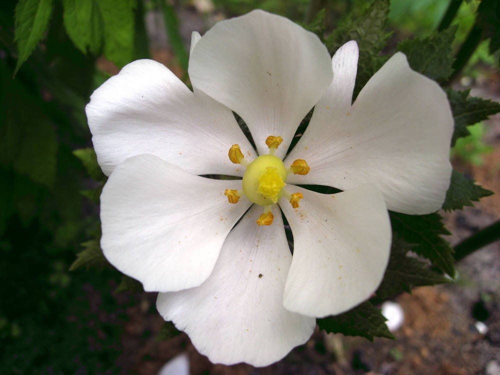 Изображение особи Sinopodophyllum hexandrum.