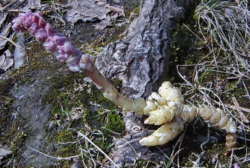 Image of Lathraea squamaria specimen.