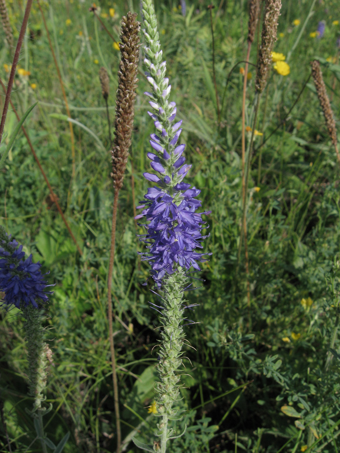 Image of genus Veronica specimen.
