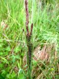 Carex aquatilis